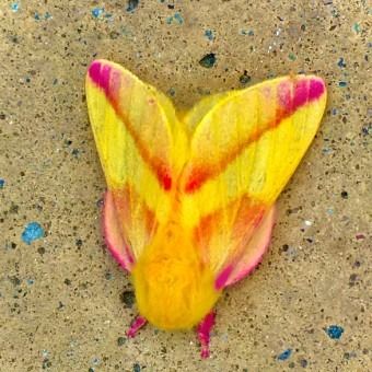 Avatar for 1whocantsleep