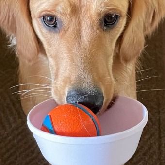 Avatar for dazcowbell