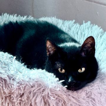 Avatar for slomanator